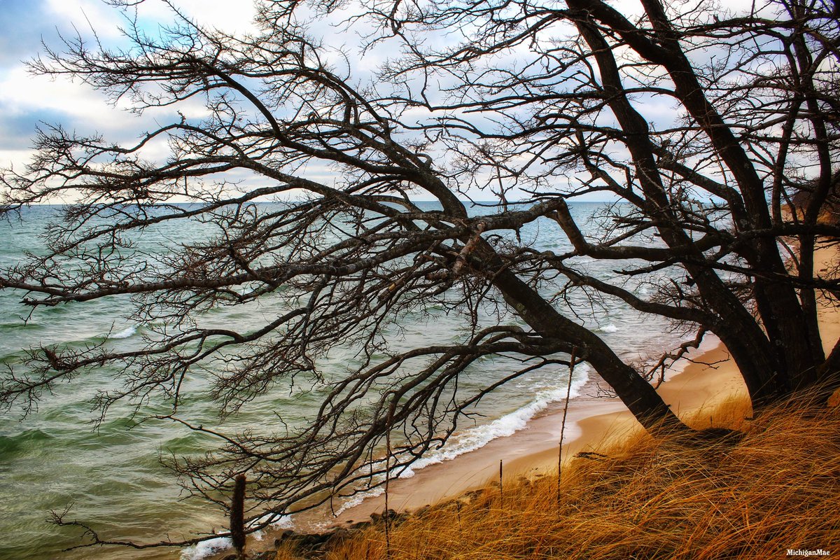 MichiganMae's tweet photo. #lakemichigan #bluesky #michigan #michiganmae #puremichigan #muskegonstatepark #mistateparks #onlyinmichigan #naturalmichigan #muskegonbeaches #themittenstate #tree #trees #beach #landscape #sand #water #sharevm #visitmuskegon #mibeachtowns #michiganunsalted https://t.co/Op3xU86TQX