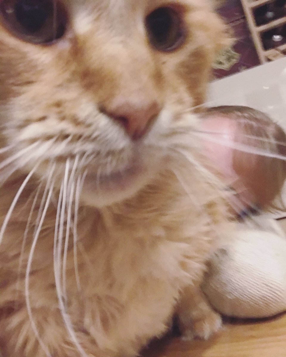 TheCraftMaiden's tweet photo. Tried to take a cute picture with Maximus, it didn't work 🤣 Merry Christmas, God Jul and Happy Holidays everyone! 🤶🧑‍🎄🎅❄️✨

#catsofinstagram #mainecoon #maximus #cat #merrychristmas #godjul #happyholidays https://t.co/lvKBMHvc7e