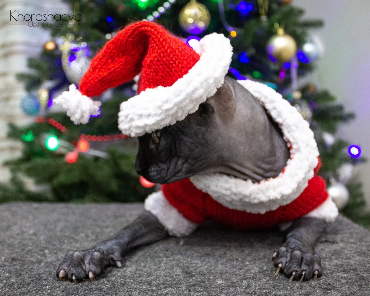 ClothesForCat's tweet photo. Excited to share the latest addition to my #etsy shop: Santa hat for cat knitting pattern + The pattern supplement // Cat santa hat with pom pom https://t.co/otCc8Dhr2x #birthday #christmas #knitting #catsantahat #cathatpompom #accessoryforsphynx #hatforcatpattern #cat https://t.co/U8fTLKUTZM