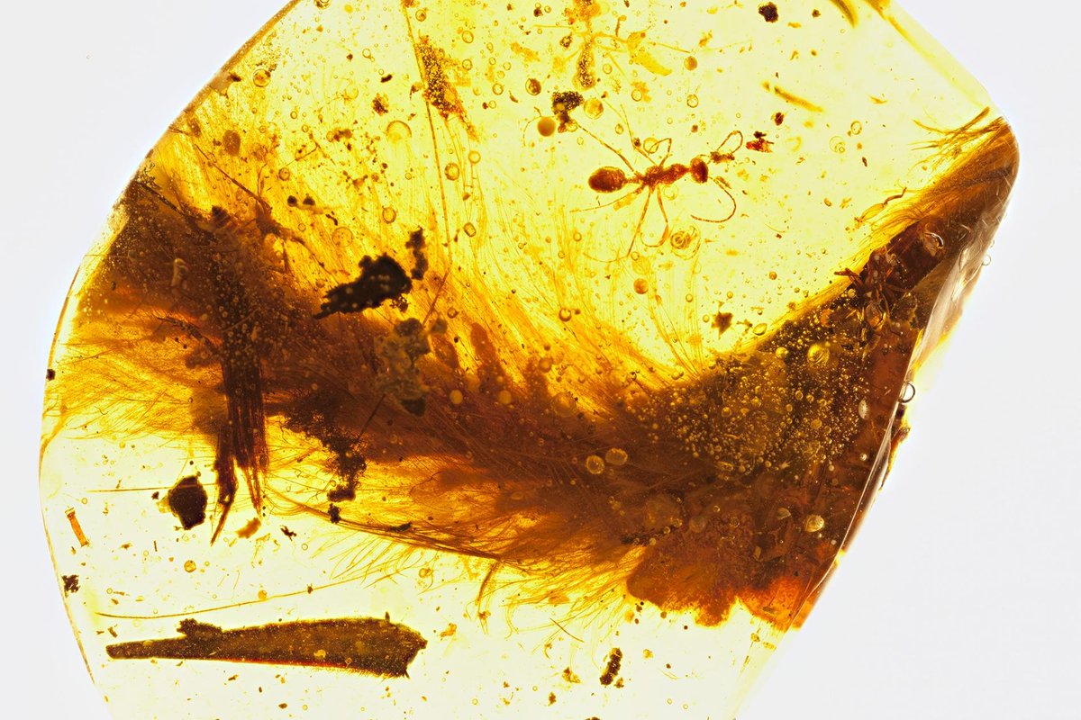 engineers_feed's tweet photo. Scientists discovered a dinosaur tail perfectly preserved in amber. It is full of feathers. 

Photo: A feathered tail of a dinosaur that lived 99 million years ago. A Cretaceous-era ant and plant debris were also trapped in the resin.

BY R.C. MCKELLAR, ROYAL SASKATCHEWAN MUSEUM https://t.co/Xm1ogic868