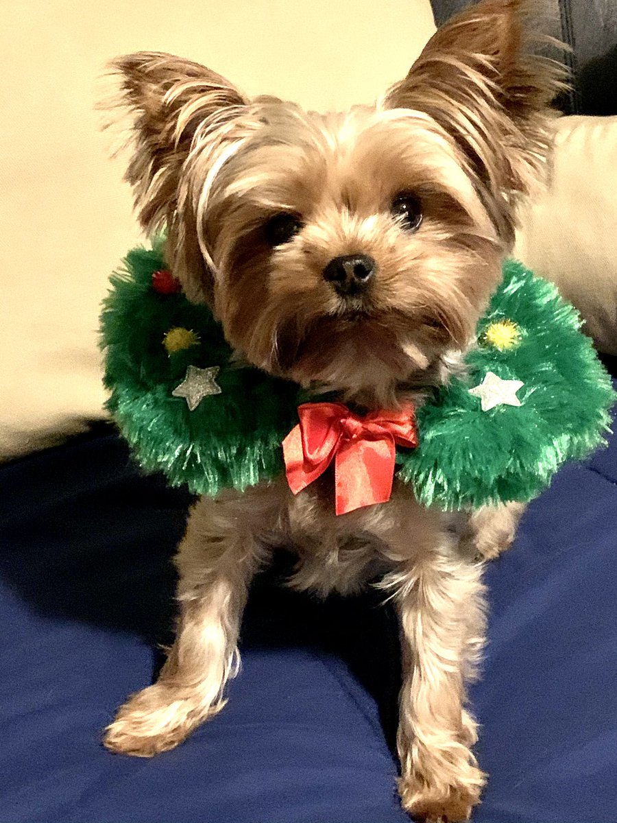 dee_epstein's tweet photo. @MusicChoice #merrymusicchoice - I have yet to see any of the lovely photos submitted by your viewers appear on your channel.  Here are mine again. https://t.co/xtDIgbQE6T