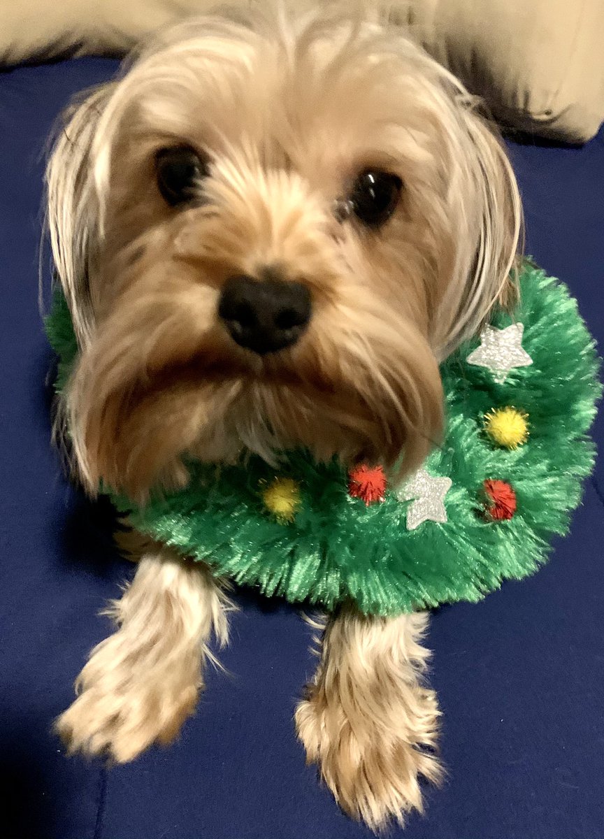 dee_epstein's tweet photo. @MusicChoice #merrymusicchoice - I have yet to see any of the lovely photos submitted by your viewers appear on your channel.  Here are mine again. https://t.co/xtDIgbQE6T