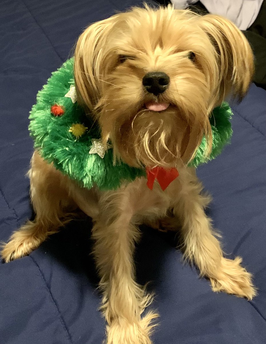 dee_epstein's tweet photo. @MusicChoice #merrymusicchoice - I have yet to see any of the lovely photos submitted by your viewers appear on your channel.  Here are mine again. https://t.co/xtDIgbQE6T