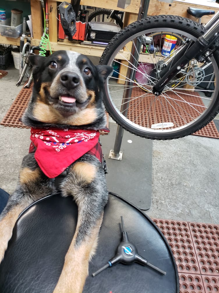 SharingWheels's tweet photo. In case you receive money for Christmas and don't know what to spend it on, don't forget about the always-changing eclectic collection of bikes Sharing Wheels has for sale. 
And remember folks we are on holiday until the 2nd of January. 
The Sharing Wheels Team ( including Blix) https://t.co/uQSS0flUZY