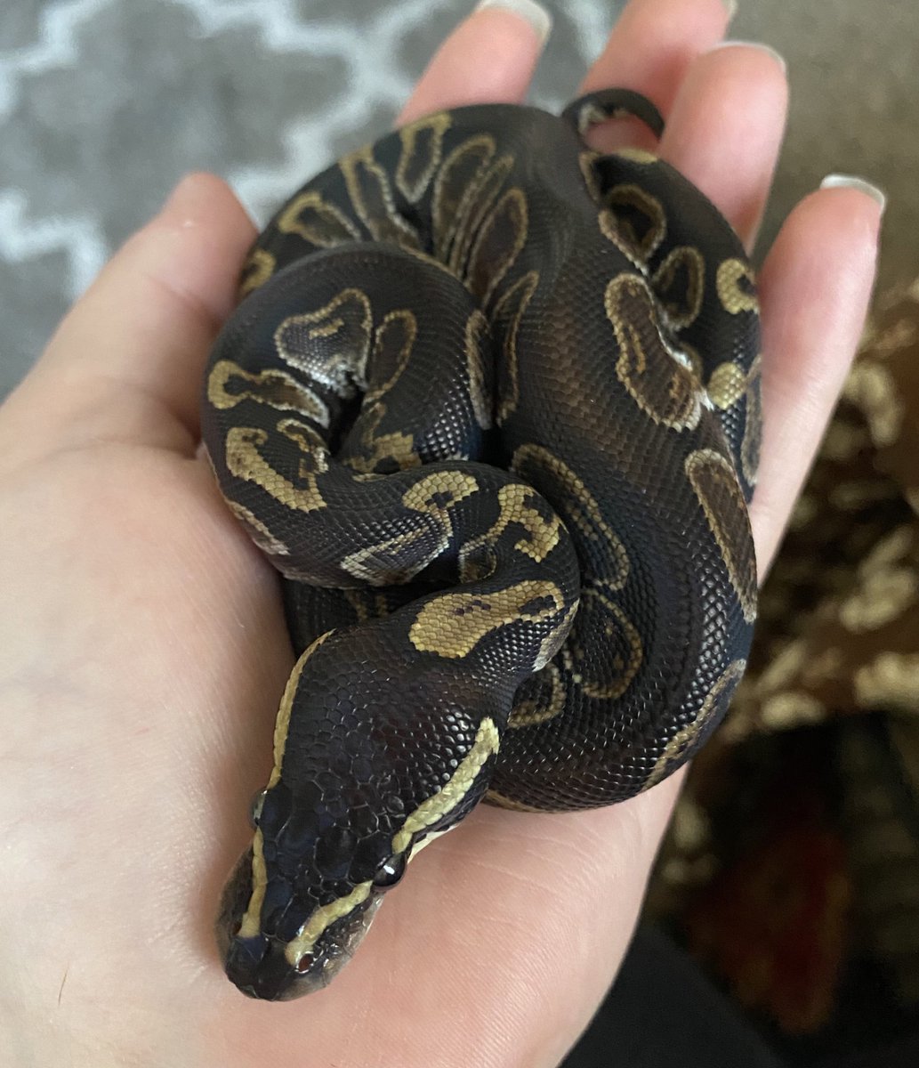 KingoftheHale's tweet image. She’s so perfect, guys 🥺 
#nofilter #ghiballpython #enchi