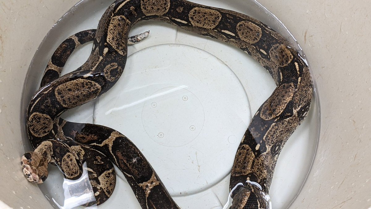 Bath time for boas! By giving them warm baths, it gives us an easy way to hydrate them as well as remove parasites or other yucky things on their skin We just discovered this one, the skinniest, has a lucky horseshoe pattern on its back! 