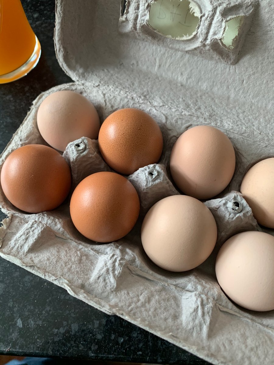 RambleSublime's tweet image. Fresh eggs from our neighbor