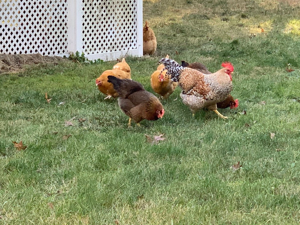 RambleSublime's tweet image. Fresh eggs from our neighbor