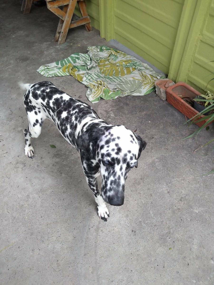 PerroUsuario's tweet photo. #Táchira RT @francisc0evil: Buscamos ayuda para este perrito abandonado, esta ciego y en estado de desnutrición,los vecinos confirman que los dueños lo dejaron amarrado y no volvieron mas,al parecer es cachorro.Buscamos ayuda economica para pagarle una consulta con un veterinario https://t.co/Fexn2C494p