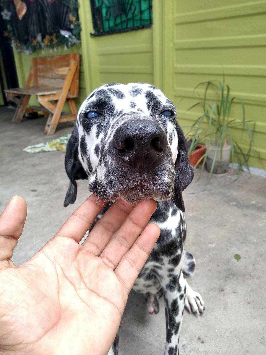 PerroUsuario's tweet photo. #Táchira RT @francisc0evil: Buscamos ayuda para este perrito abandonado, esta ciego y en estado de desnutrición,los vecinos confirman que los dueños lo dejaron amarrado y no volvieron mas,al parecer es cachorro.Buscamos ayuda economica para pagarle una consulta con un veterinario https://t.co/Fexn2C494p