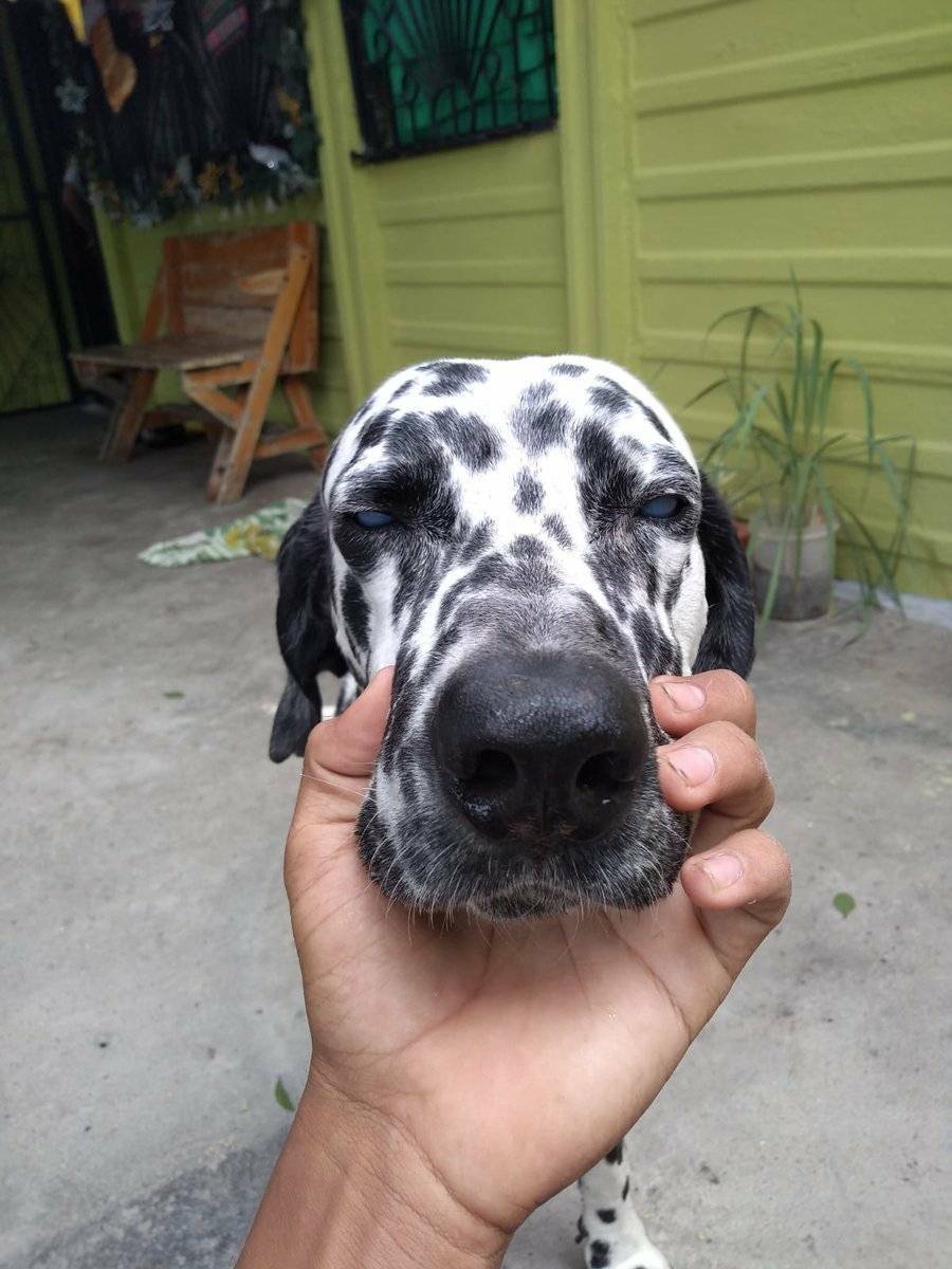PerroUsuario's tweet photo. #Táchira RT @francisc0evil: Buscamos ayuda para este perrito abandonado, esta ciego y en estado de desnutrición,los vecinos confirman que los dueños lo dejaron amarrado y no volvieron mas,al parecer es cachorro.Buscamos ayuda economica para pagarle una consulta con un veterinario https://t.co/Fexn2C494p