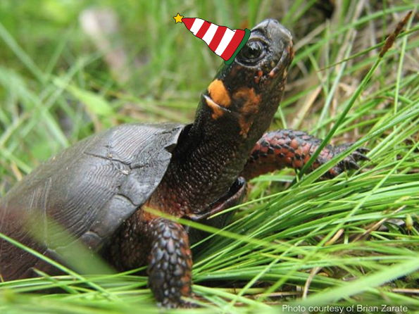NewJerseyDEP's tweet photo. Happy Holidays from Boggy βοΈ
#BogNation #HolidaySeason #NewJersey https://t.co/CCor4WAIWg