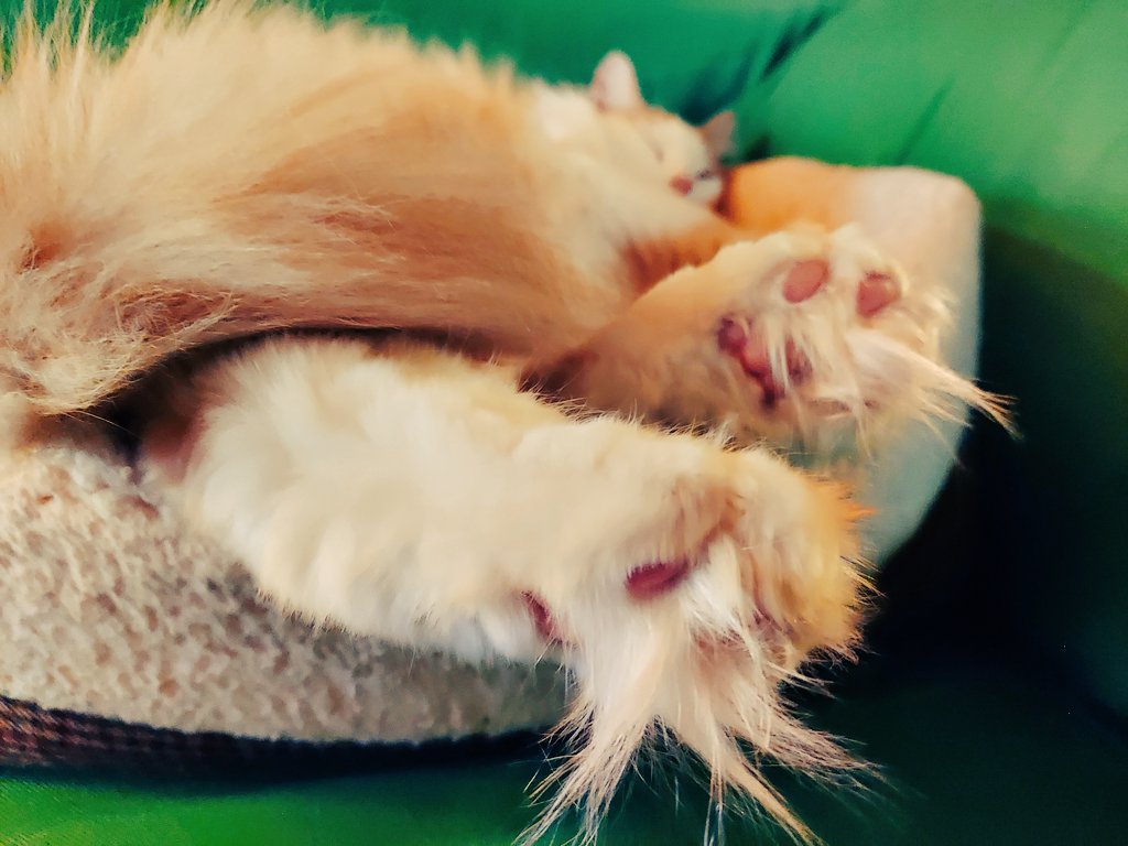 BuddyFloofpants's tweet photo. Omg I just discovered that it's #fluffyfursday! You guys, I was MADE for this. Look, I even have #FloofyPaws! https://t.co/VmayrKQFAx