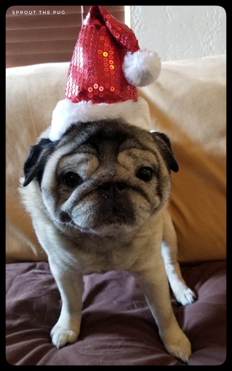 SproutThePug's tweet photo. Gator here!
Merry Christmas Eve!!! πππβ€
#merrychristmas #christmaseve #christmas #santapug #pug #pugs #dog #dogs #puppy #puppies #puglife #doglife #puppylife #PugsAndKisses #dogsofinstagram #pugsofinstagram #pugsandhugs #dogsoftwitter #cutepuglovers #thursdaythoughts https://t.co/pXD7QOgifH