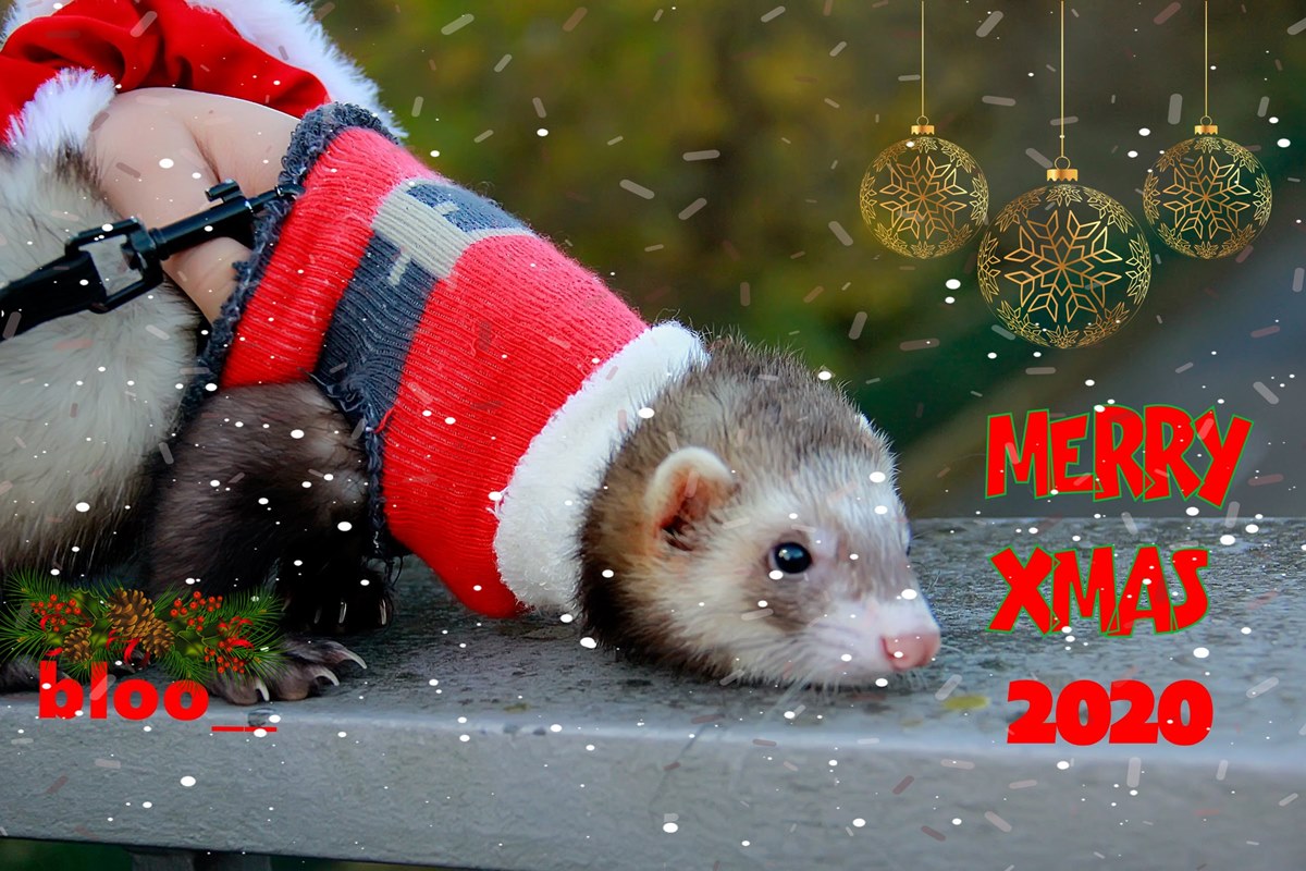 triefince's tweet photo. selamat natal 2020 untuk semua teman-teman yang merayakan... 😍🎉🎊  #Natale2020 #Christmas #Ferret #citytown #vandergunst https://t.co/IVjuEBM3vP