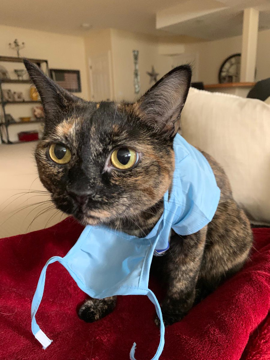 Happy Holidays from the #resident crew here in #Calgary 
Dr. Callie kindly offered to stand in for our #Christmas shifts but unfortunately she had a #mask malfunction :) Owner cred to Dr. Durr