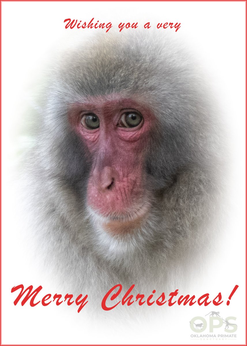 okprimates's tweet photo. Merry Christmas from our primate family to yours! https://t.co/fq9pMbU9BX