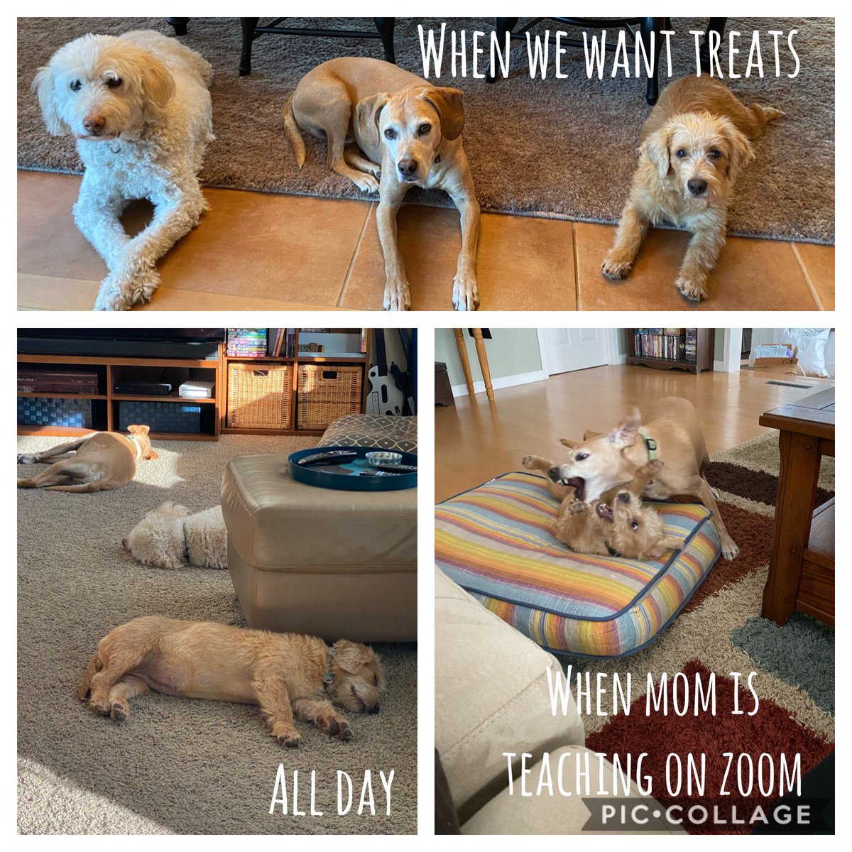 MsJBogie's tweet image. I love these silly pups, but they absolutely have a knack for knowing when I am teaching on Zoom. 😂 They are enjoying winter break though!