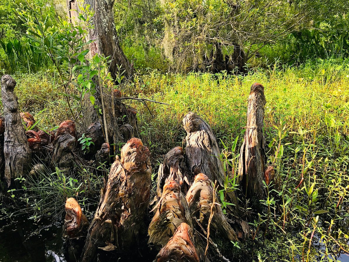 Nativity in the cypress swamp -- ⁨Jean Lafitte⁩, ⁨Louisiana