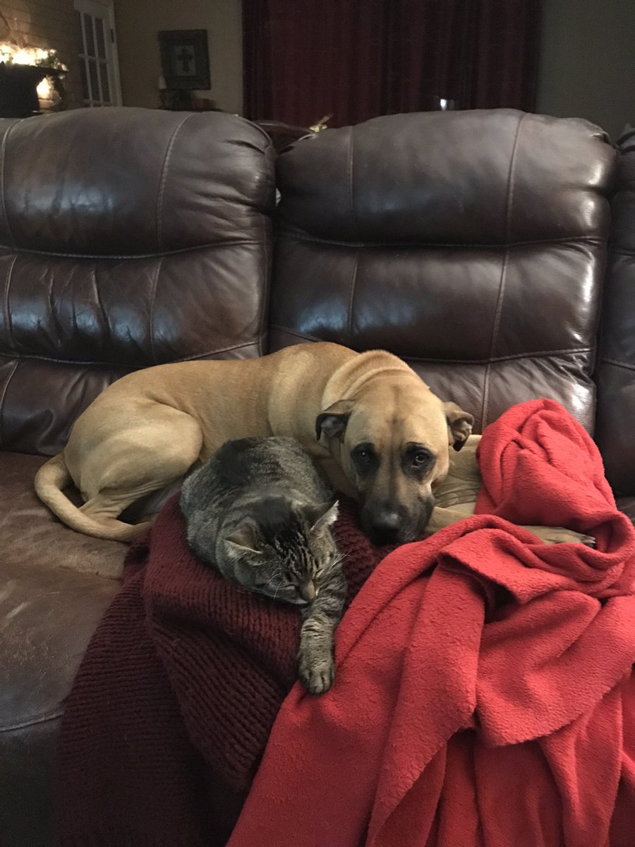 Gunnyhawk's tweet photo. Even animals know it’s time to be nice during Christmas.... #bekind https://t.co/8Fx7frcvDi