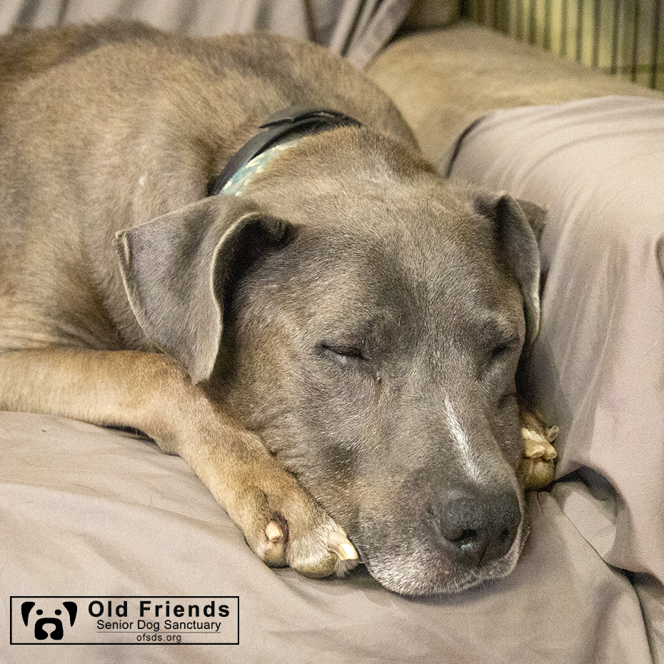 oldfriendssds's tweet photo. While visions of Sugarplums danced in his head!- Tank
#ofsds #ofsdstank #seniordogs #ofsdsgoodnight #happholidays https://t.co/3kvbM2CHo9