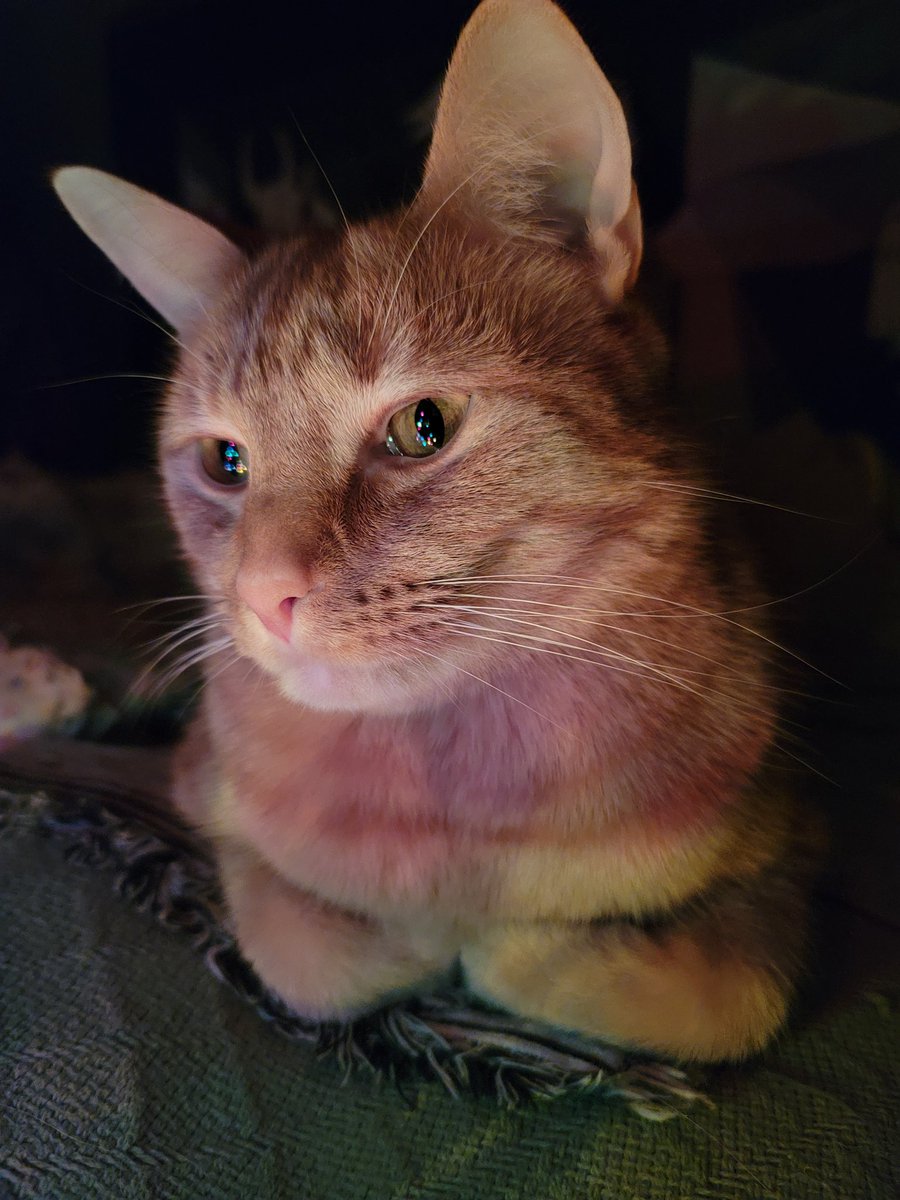_AndreaMaxwell's tweet photo. Sir Frederick Kittenpaws full of Christmas wonder as he settles in for a long winter's nap by the Christmas tree. #CatsOfTwitter #MerryChristmas #lights #Freddie #TwasTheNightBefore #christmas #ChristmasEve https://t.co/FRGnjeMltK