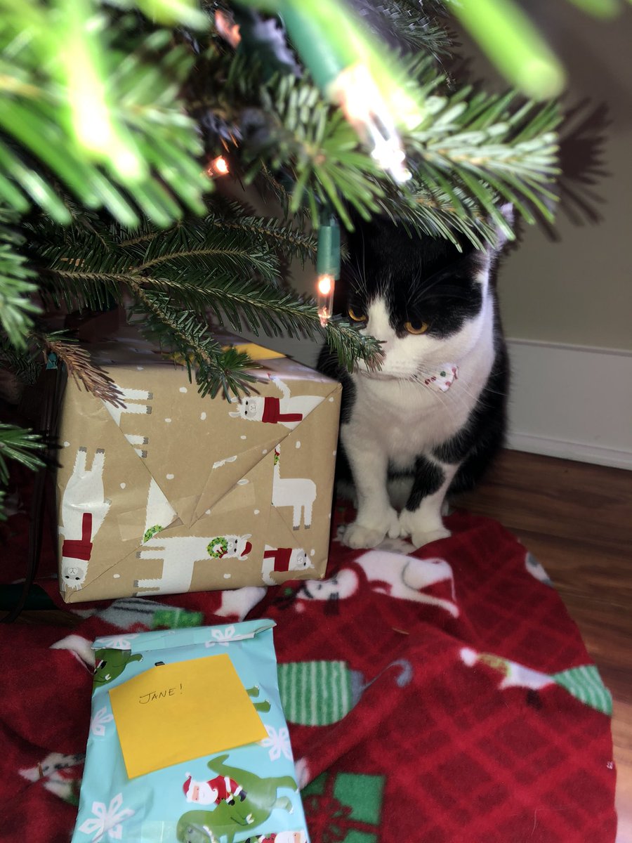 JaneKMeowling's tweet photo. I spy with my little eye....Merry Christmas Eve everyone! #janekmeowling #catsandchristmastrees https://t.co/zDDIh6tQuV