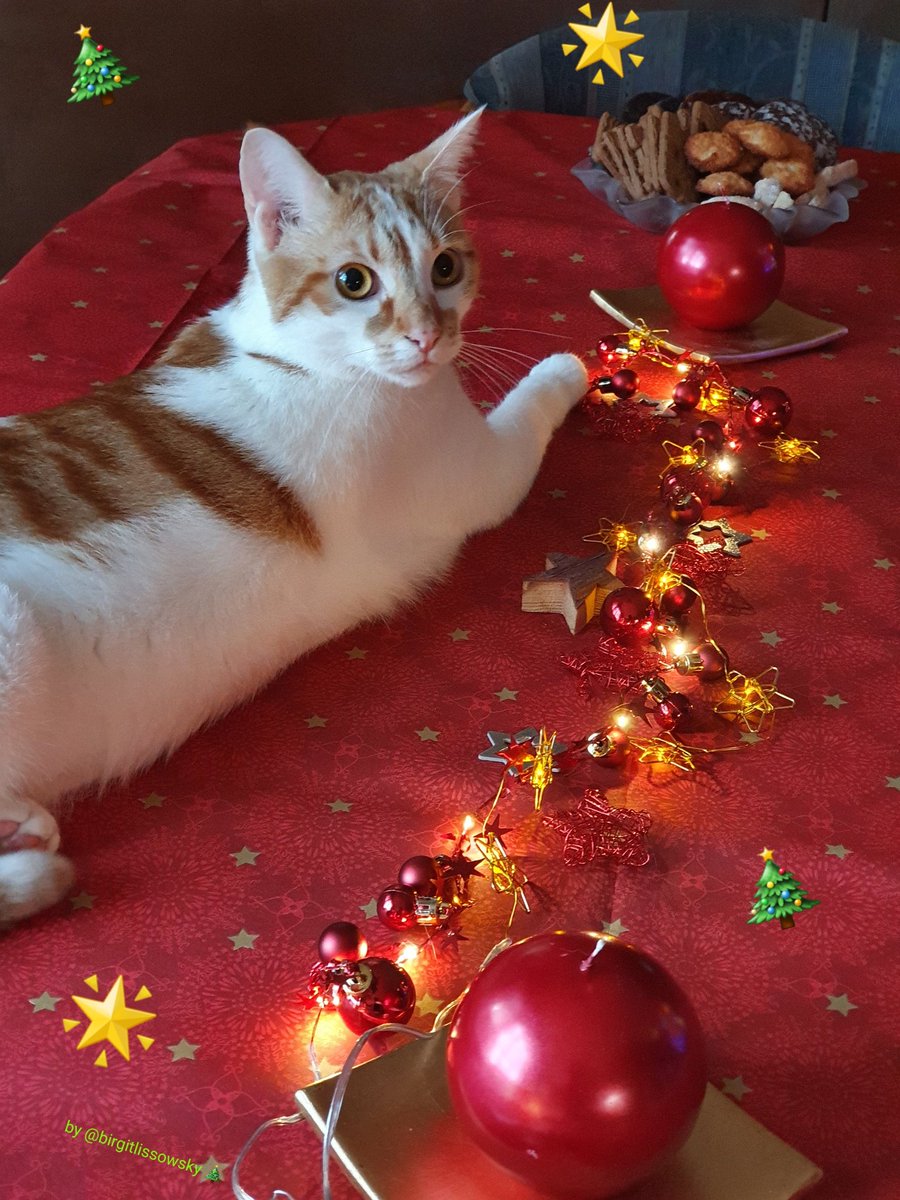 birgitlissowsky's tweet photo. #MerryChristmas to all our lovely friends from Nicci and Findus, Mum &amp; family
🎄🌟💖🎄🌟🕯💖🎄
Please #StaySafe4XMas 🍀 https://t.co/7bfxiULCFz