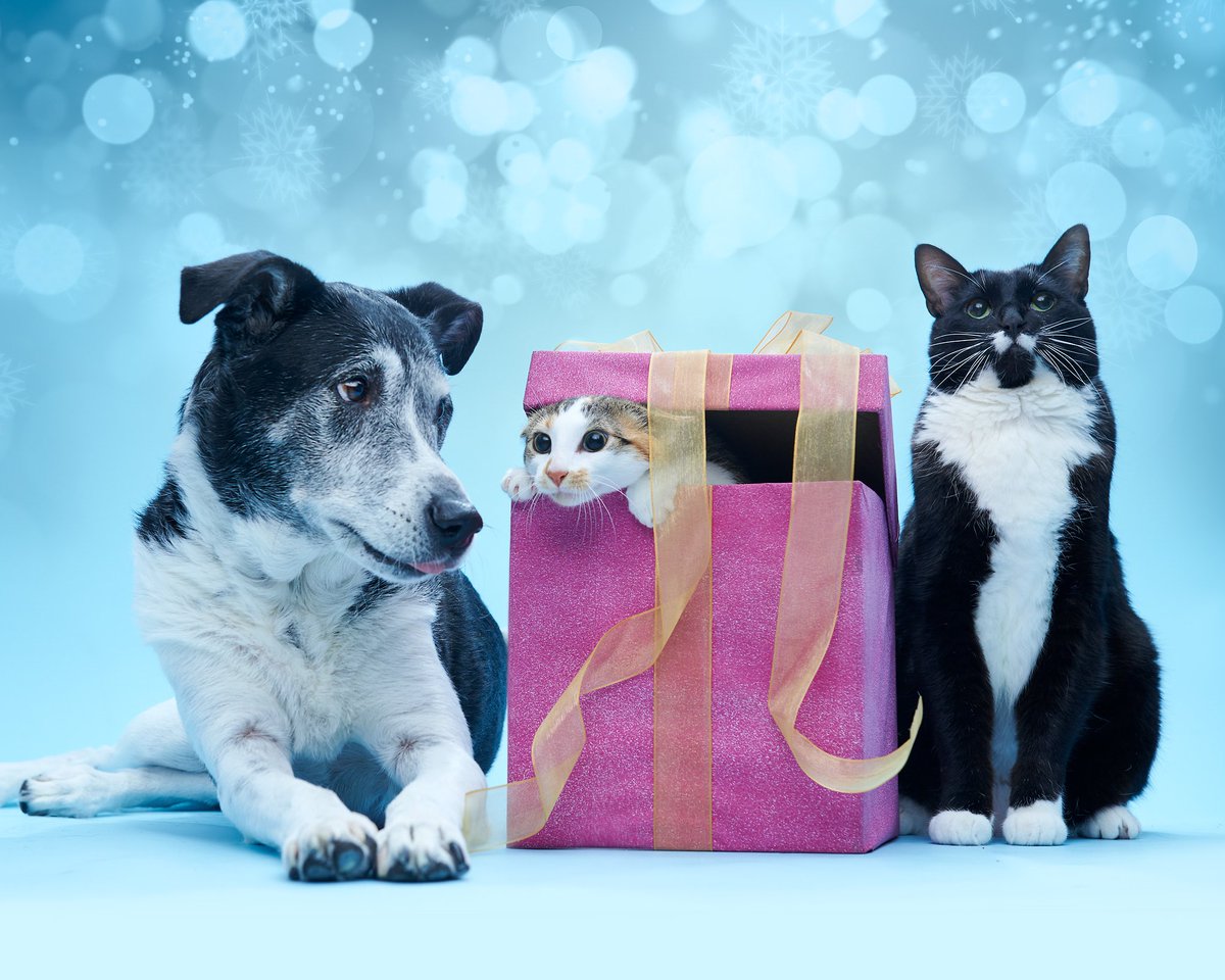 Merry Christmas! 🎄 from Dillon, Marta, and Sam!