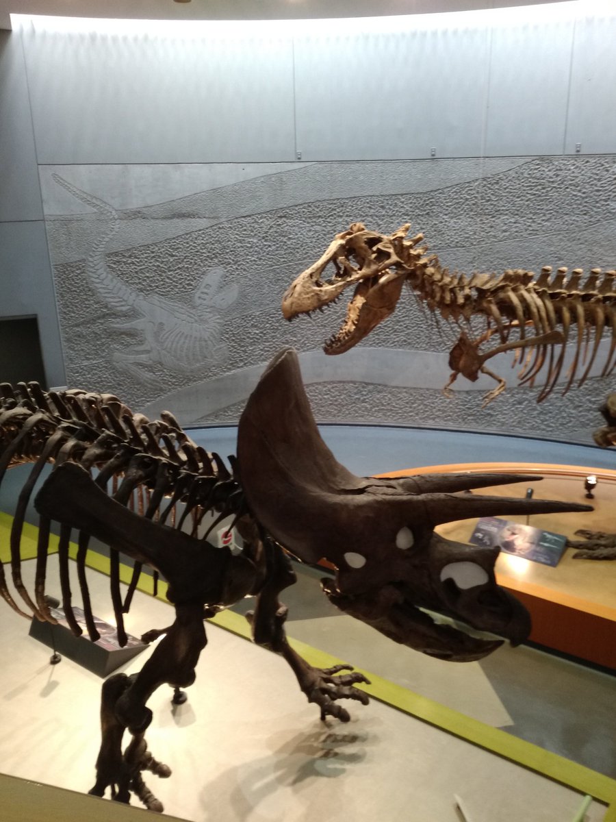 Lazy スタンバーグ Fossilfriday ティラノサウルスvsトリケラトプス 豊橋自然史博物館より 恐竜時代最後期の北アメリカに共存していた2大恐竜 この構図はほぼ100 描かれる 王道恐竜対決 実際に1対1で戦ったらお互いに深手を負う可能性が高い