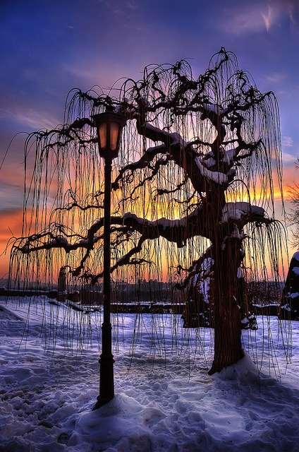 visitharford's tweet photo. Sunset Tree, Belgrade, Serbia #SunsetTree #Belgrade #Serbia https://t.co/RpP0bleJB0 https://t.co/GdCh2bPUIR