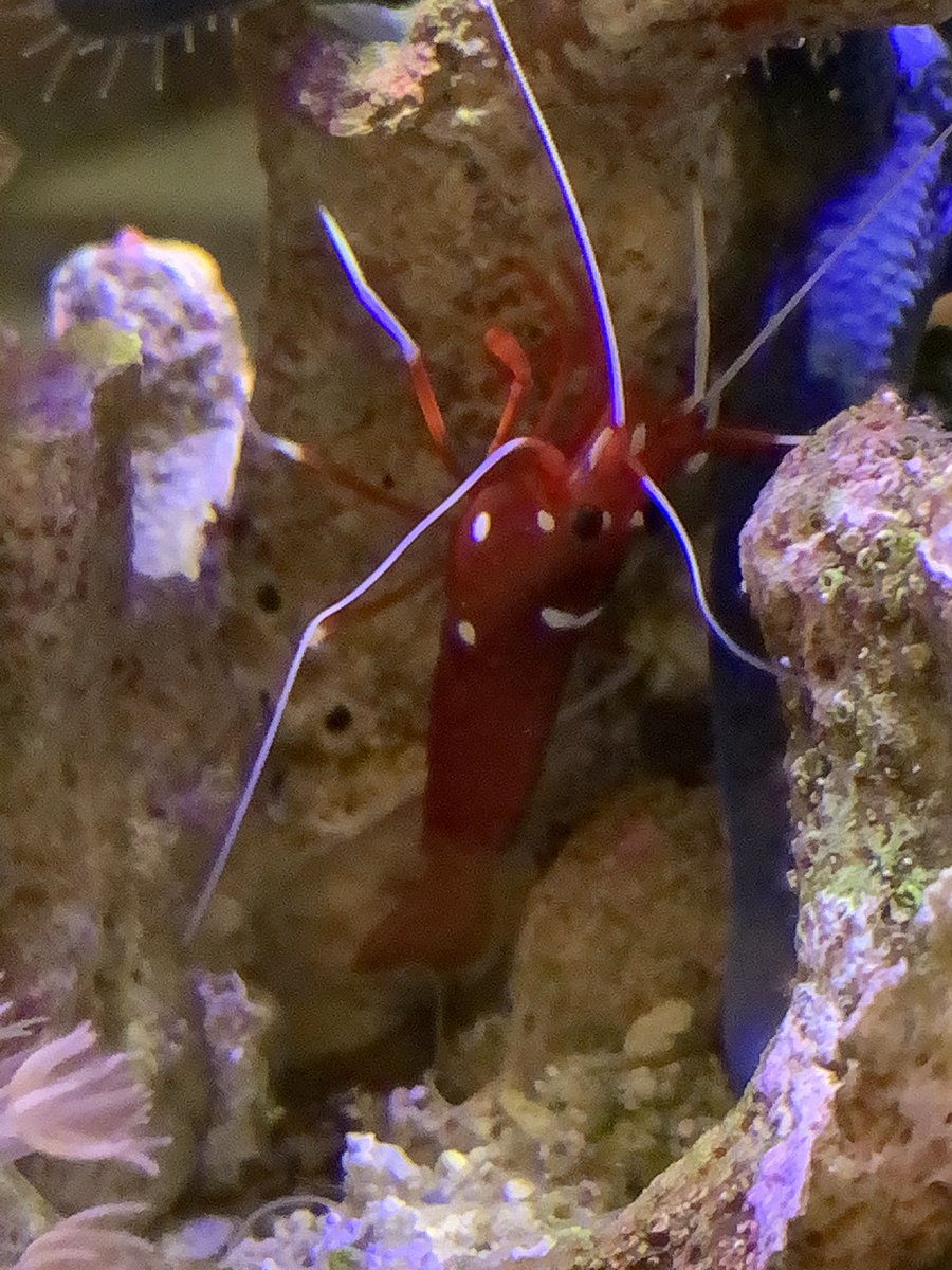 ホワイトソックスシュリンプ ホワイトソックスシュリンプ