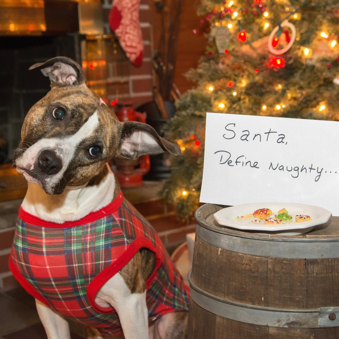 "Okay, you can't leave holiday cookies on a plate and NOT expect me to eat every last one! C'mon mom!" - Arnie 🐾🐶

What is the naughtiest thing your pet has done around the holidays? Let us know in the comments. We'll share the best and tag you! bit.ly/prudent-pet-in…
