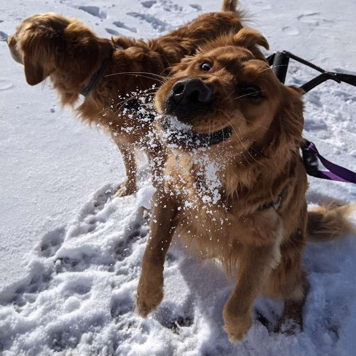 WalkedByDogs's tweet photo. Find JOY in the smallest of moments.⁠
⁠
#DogsColorado #MileHighPooches #DenverCODogs #DogsOfDenver #DogsOfColorado #DenverDogs #ColoradoMountainDogs #ColoradoDogs #ColoradoDogsOfInstagram #MileHighDogs #DogsOfCO #DenverDogWalker #FrontRangeDogs #Pupt… https://t.co/FTBx4EhRfd https://t.co/SqqHn0dJT8