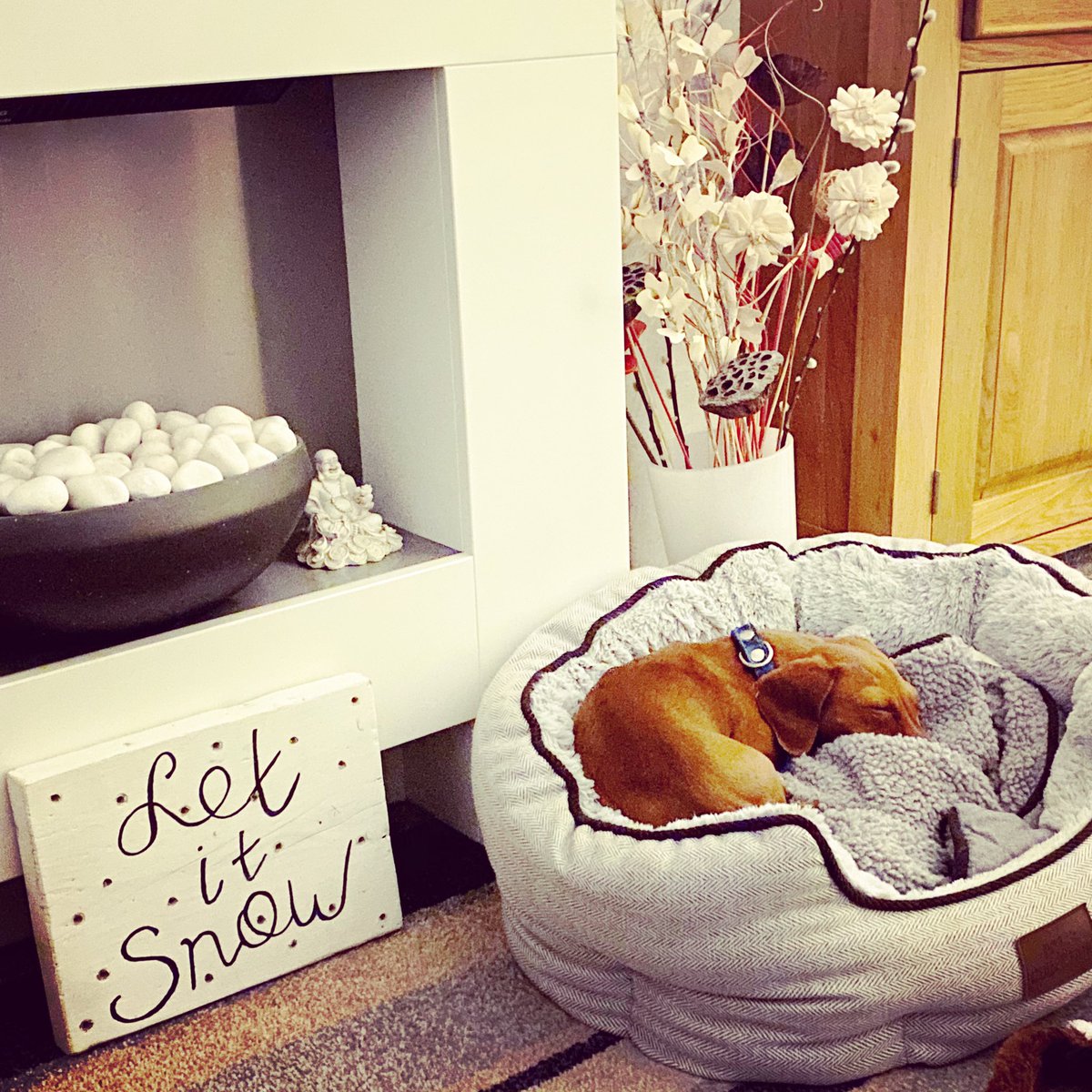 Patiently waiting for Santa to arrive 🎅🏼 🐶 😴 #Frankie #Miniature #Dachshund