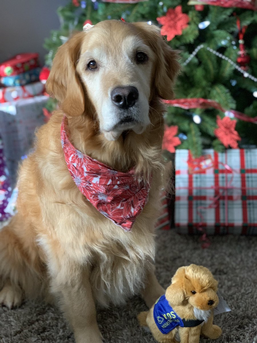 Selyca got an early Christmas present. UFV canine counselor, PADS Macbeth stuffy. Her idol. 🐾❤️