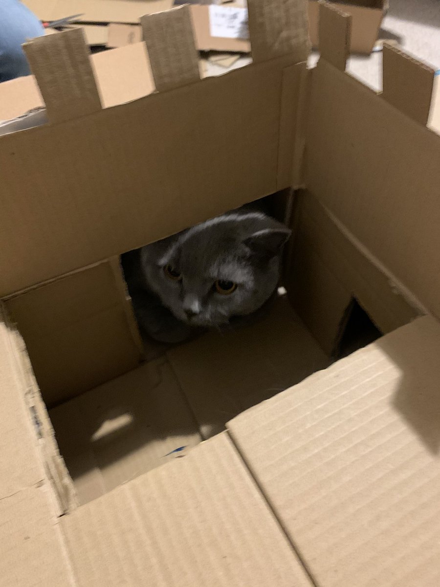 ChrisWestoby's tweet photo. We built a cat fort from all the delivery boxes 😎 #ChristmasEve2020 #ChristmasEve #cat #catfort #britishshorthair https://t.co/VeIt63Em8L
