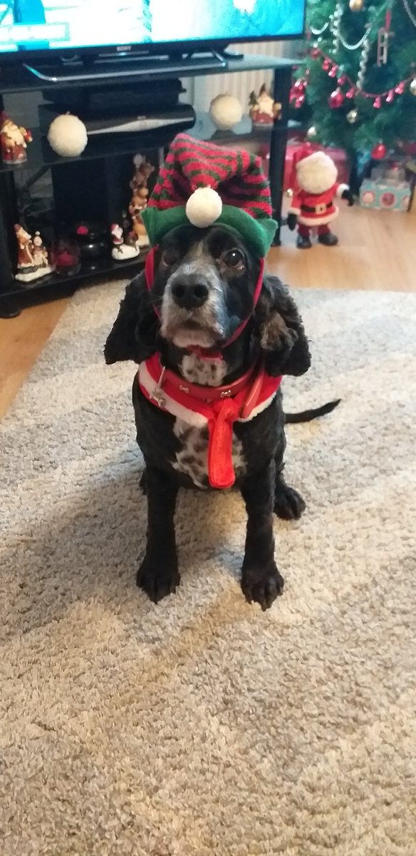 KevinHansom's tweet image. Merry Christmas!