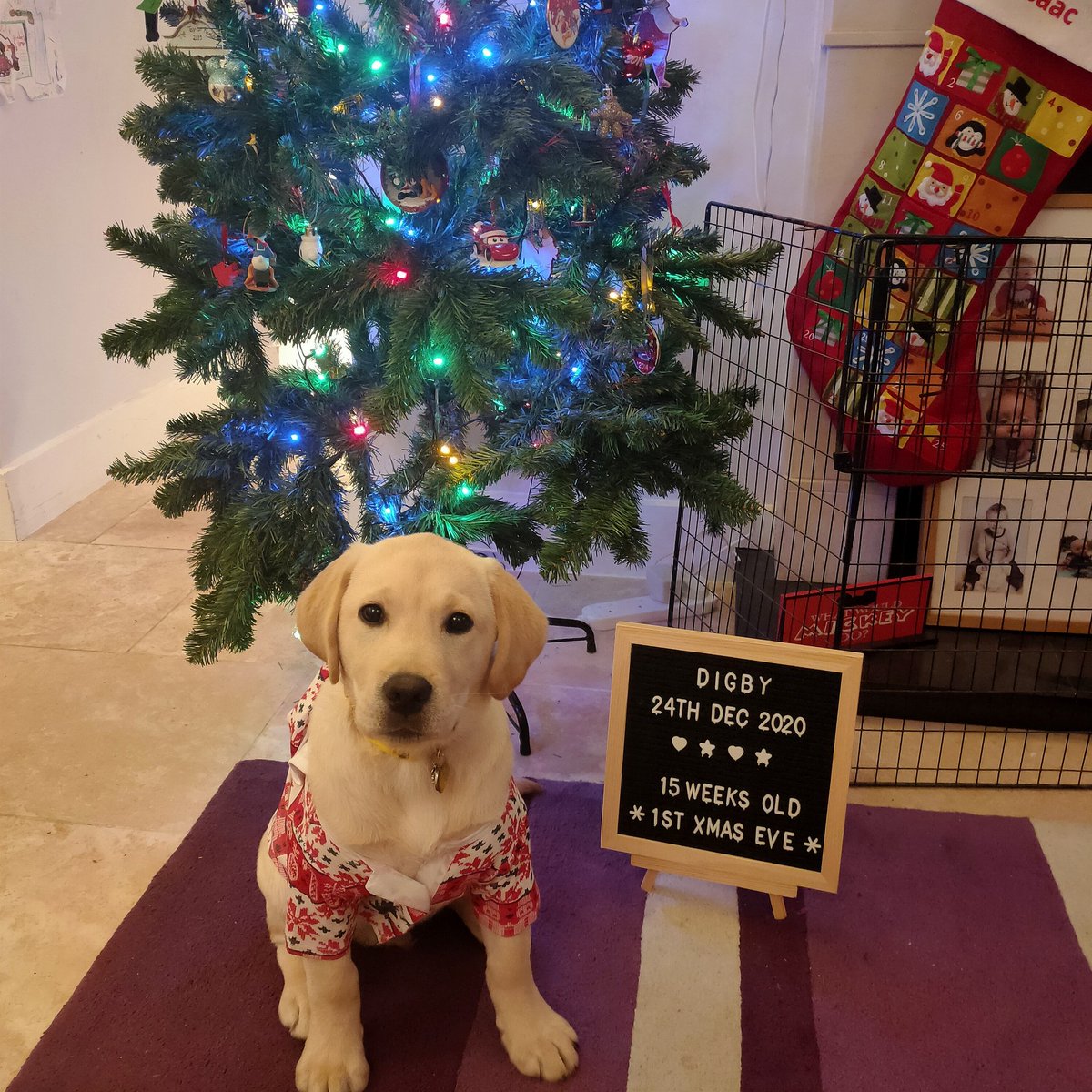 KentGirlMusings's tweet photo. Merry Christmas to all my Twitter friends from me and Digby, and of course my lovely boys Isaac and Elliott. Thank you for the many police related posts they have loved all year. Always here if anyone needs to talk this Christmas season #Christmas2020 #CovidChristmas #doorisopen https://t.co/b2Lxia0fa4