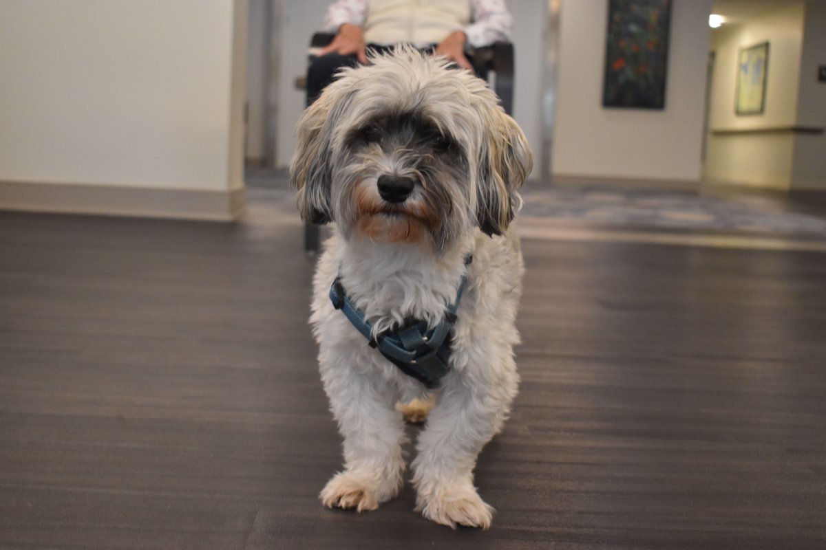 IntegraCare's tweet image. We love our newest participant at Hunters Woods at Trails Edge&apos;s daily fitness class!! Maybe next time Rufus will do the leg abductors and calf raise exercises with us. 😉 #Fitness #FitnessDog #ExerciseBuff #SeniorsThriving #SaferPlaceForAll #PetFriendly