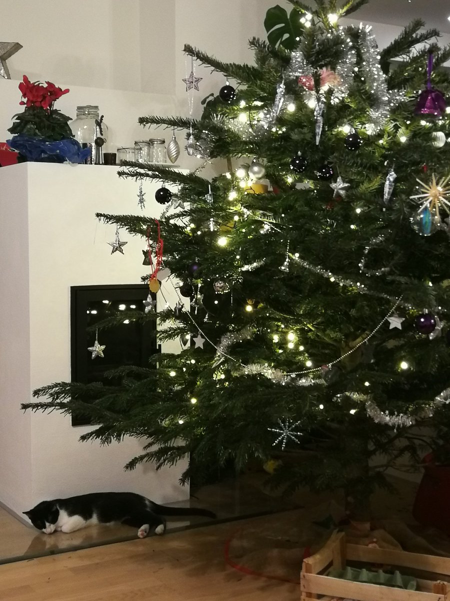 tempusfugit_cm's tweet photo. Tired after all the Christmas fun #CatsOfTwitter #Christmas2020 https://t.co/scebCOO6wO