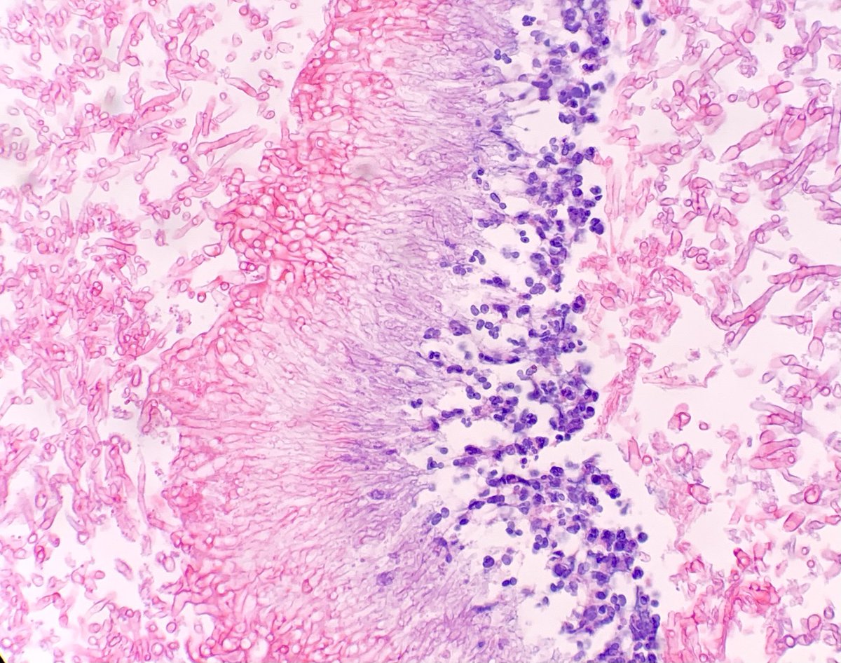 Dr Nicola Parry tweet media