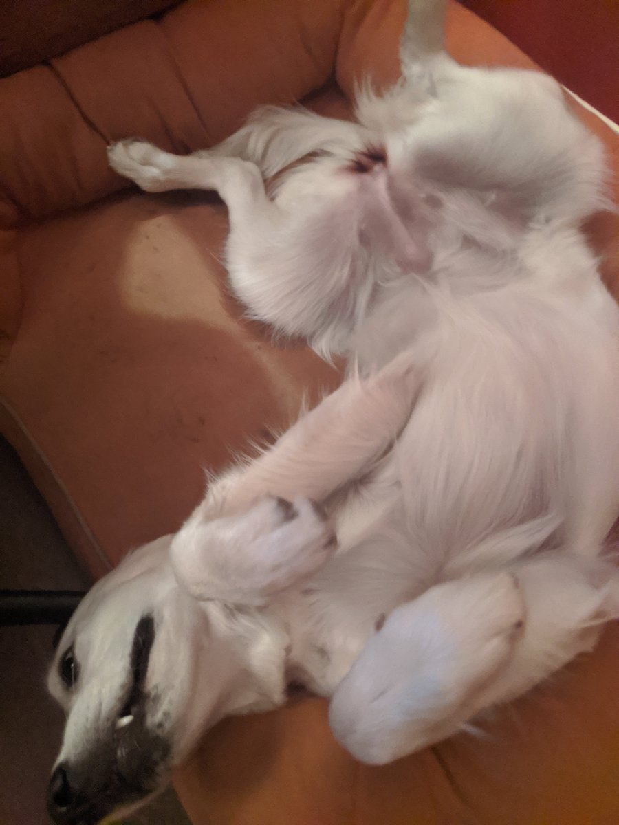 elusivejunicorn's tweet photo. I randomly turned around. This is what I found next to me. https://t.co/1PYnX8AscL