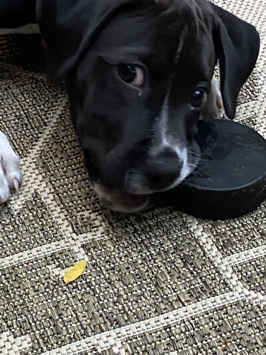 Jbardparker's tweet photo. @dog_rates @budweiserusa #pupweiser https://t.co/4MQy6Zewgc