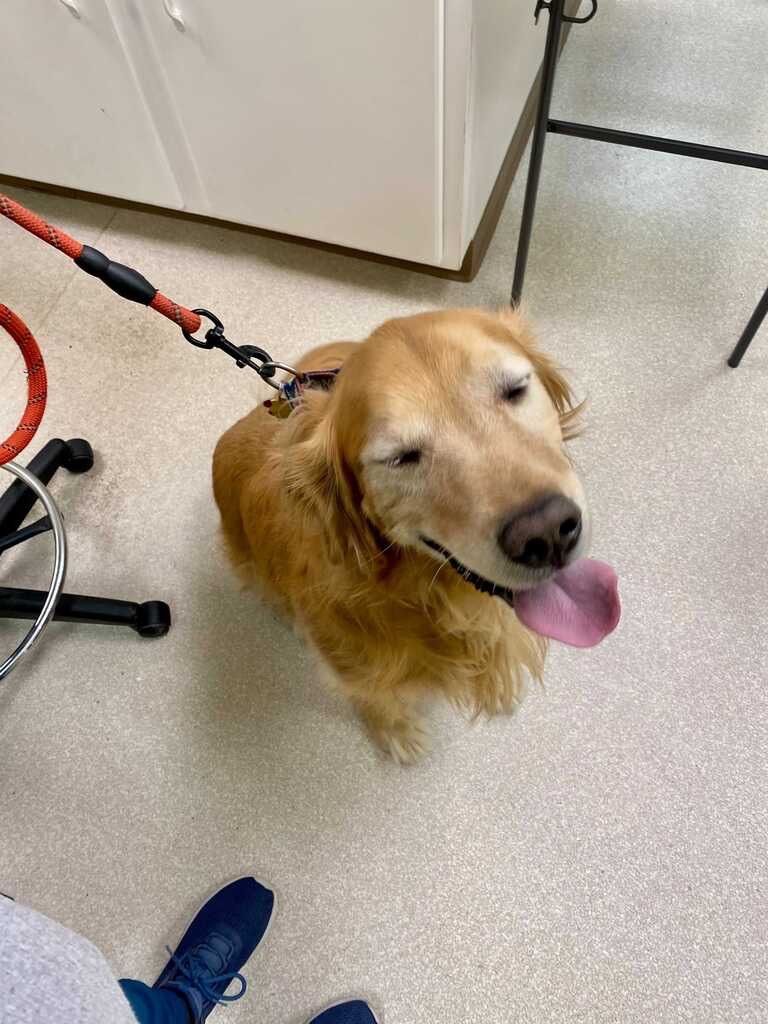 NHAH_AR's tweet photo. Charles Barkley 🏀🤩🏀

#northhillsanimalhospitalar #northhillsanimalhospital #sherwoodar #dogsofinstagram #instapuppy #dogoftheday #pethealth #doglover  #adorable #veterinaryclinic #dogsofsherwood #dogsofnlr #vetsofAR #barkansas #dogsofarkansas #arkansasdogs #dogtor #nhah_ar https://t.co/R6YWLYWMdd