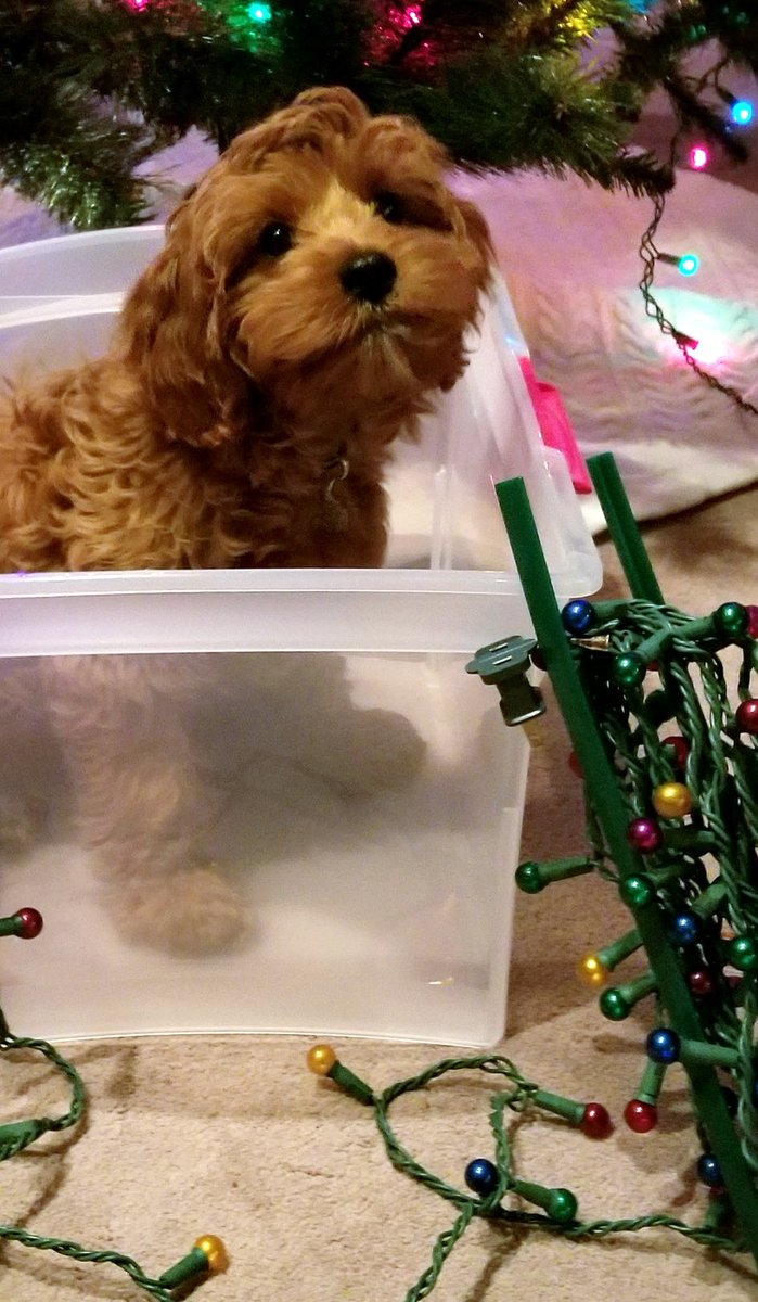 #MerryChrismas to all and to all good health, delicious dishes, and new traditions started in #2020 Our traditions changed with our newest family member, Quinn our #cavapoo
