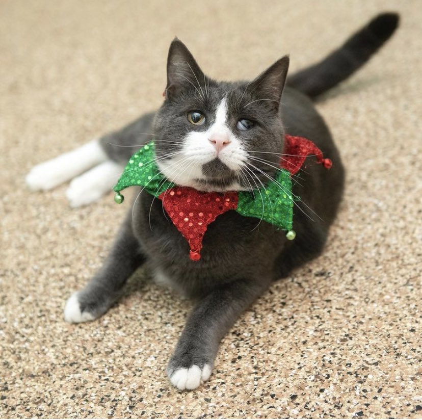 Merry Christmas Eve! 🎄😊 #whiskercity #seattle #adopt #happyholidays #ChristmasEve #cat #holidays2020