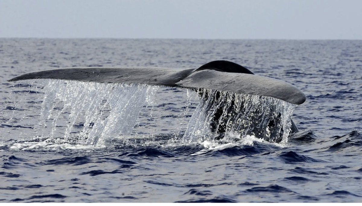 WildAid's tweet photo. New Blue #Whale Population Discovered After Scientists Hear Unknown Song @Gizmodo  - https://t.co/gRcBkcF244 https://t.co/fk3jBf662J