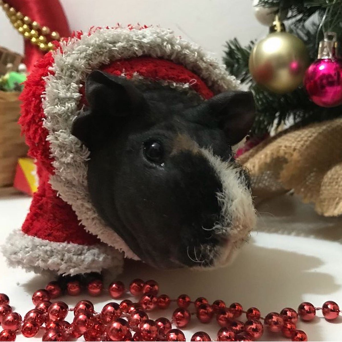 SwaggyZippy's tweet photo. Santa Zippo!🎄🎅🏻 #santa #santaclaus #perenoel #noel #christmas #xmas #sapindenoel #sapin #christmastree #saintnicolas #stnicolas #present #cadeau #toys #party #partytime #december #winter https://t.co/qzQmu1jlEe
