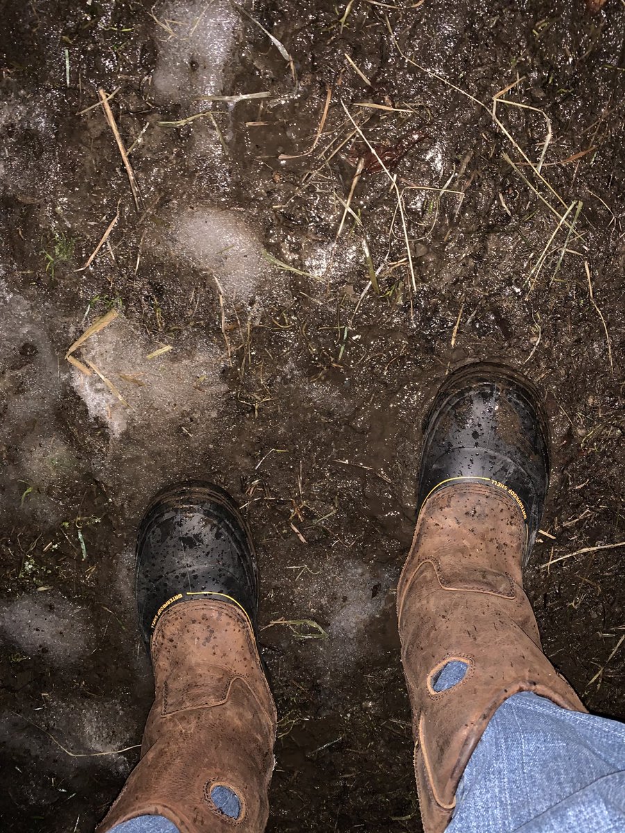 Hunde_Haus's tweet photo. Well this is much more sporting than just snow...
Ice with a layer of mud!
Game on!
#EquineFun
#FarmsAreFun https://t.co/LAHWA6o0Io